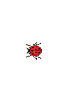 Ladybug, Ladybugs, Deco, Spring, Red, GIF, Animation - Jitter.Bug.Girl - GIF animé gratuit