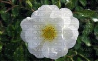 flor blanca - PNG gratuit