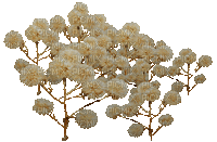 plants anastasia - Безплатен анимиран GIF