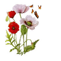 poppy flowers bp - GIF animate gratis