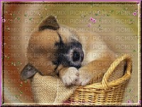 chien&chiot - Free PNG