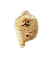 Pomeranian - darmowe png