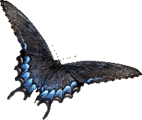 Vlinder - Ilmainen animoitu GIF