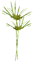 fond beach sea seagrass - Bezmaksas animēts GIF
