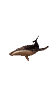 Рыба - 無料のアニメーション GIF