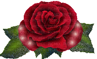 rózsa - GIF animate gratis