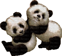panda bp - Nemokamas animacinis gif