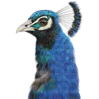 Peacock - nemokama png