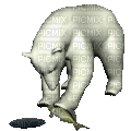 polar bear bp - Бесплатни анимирани ГИФ