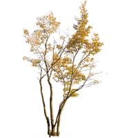 Осень-дерево. - png gratuito