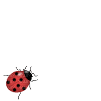 ladybug bp - GIF animado gratis