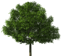 albero - png gratis