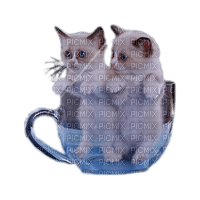 cat chat katze - безплатен png