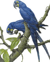 Parrot birds bp - GIF animate gratis