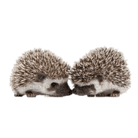 Hedgehog bp - Free PNG