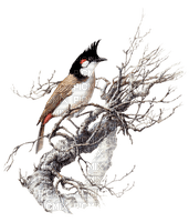 Птица на ветке - darmowe png