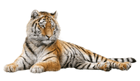 Tigre - PNG gratuit