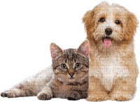 cat and dog sunshine3 - Free PNG