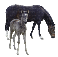 hästar - Free animated GIF