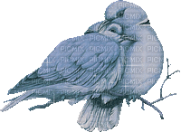 dove katrin - Бесплатный анимированный гифка