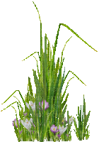 grass (created with gimp) - GIF animé gratuit
