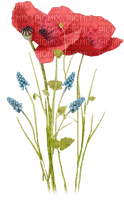 flores  amapolas  dubravka4 - PNG gratuit