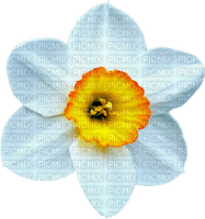 narcissus Bb2 - Free PNG