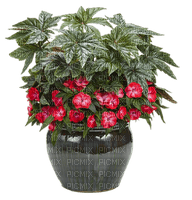 minou-flowers in a pot-blommor i kruka-fiori in vaso-fleurs dans un pot