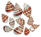 Kaz_Creations Deco Beach Sea Shells - ingyenes png