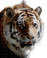 maj tigre - png gratis
