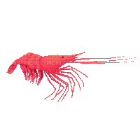 shrimp - Besplatni animirani GIF
