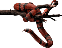 Snake - 免费PNG