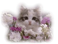 cats bp - Free PNG