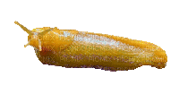 banana slug - Δωρεάν κινούμενο GIF