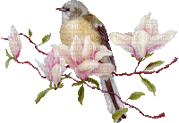 Frühling, Vogel, Blumen - Безплатен анимиран GIF