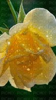 yellow rose Nitsa Papacon - GIF animado grátis
