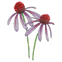 Wildflowers.Fleurs sauvages.gif.Victoriabea - Nemokamas animacinis gif