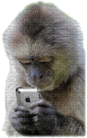 ape - Gratis animeret GIF