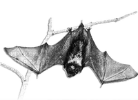 soave deco bat gothic halloween black white - δωρεάν png