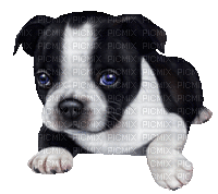 Dog Puppy Chien - 無料のアニメーション GIF
