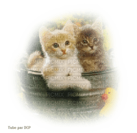 chatons mignons - PNG gratuit