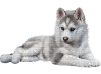 Siberian Husky - PNG gratuit