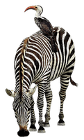 zebra bp - besplatni png