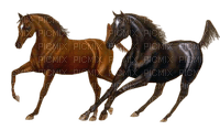caballo - darmowe png