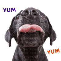 Dog Food Wink - Free animated GIF