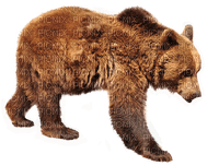 karhu, bear - ücretsiz png
