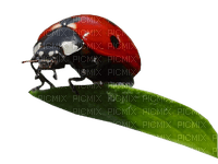 Kaz_Creations Ladybug 🐞 - png gratis