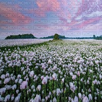fond floral  bp - 無料png