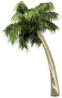 palmier - zadarmo png