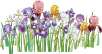 fleur, garden,summer,deko,Pelageya - gratis png